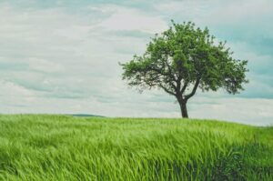 green tree on grassland during daytime