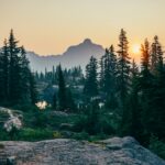 pine trees field near mountain under sunset